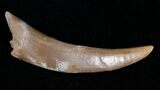 Rooted Pterosaur Tooth - Great Preservation #9744-1